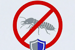 Termites